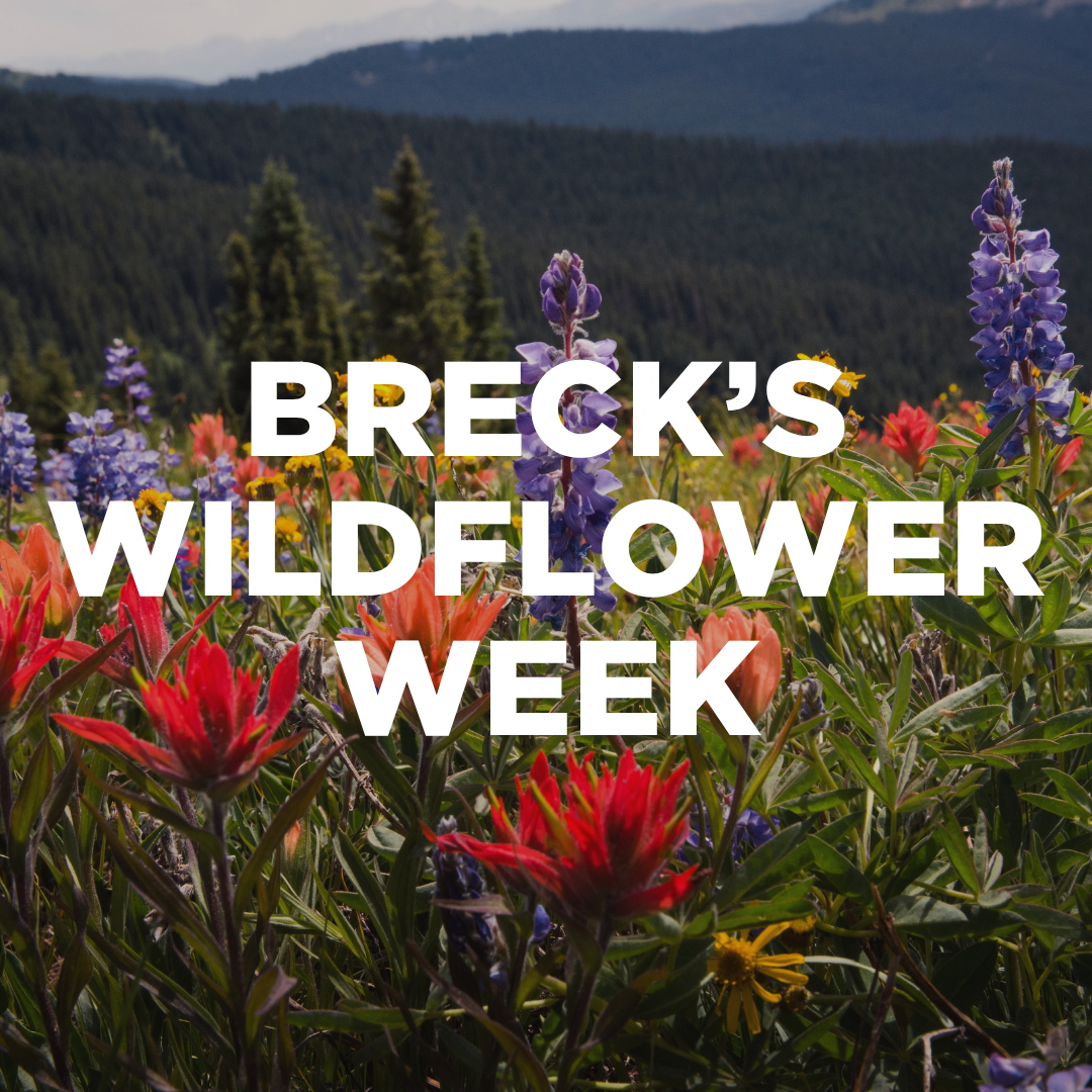 Summer in Breckenridge: Wildflower Week